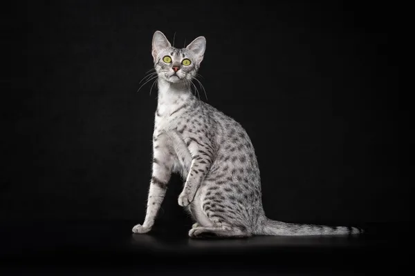 Фото кошки Кенза