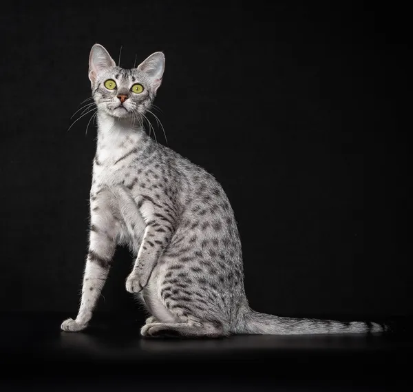 Фото кошки Кенза