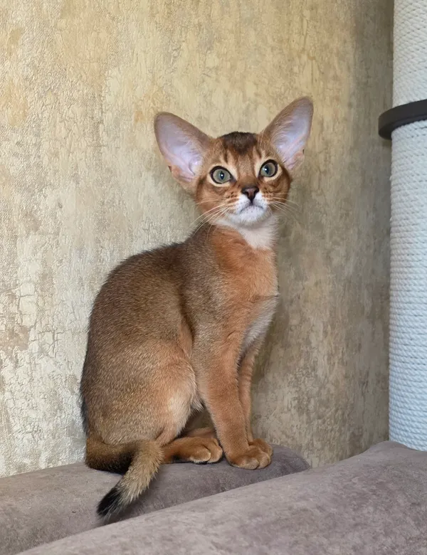 Фото кошки Оливия