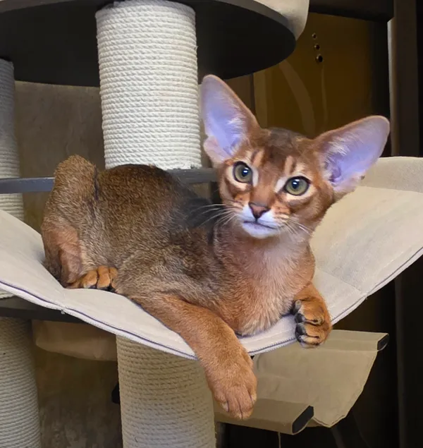 Котёнок питомника Orenaby