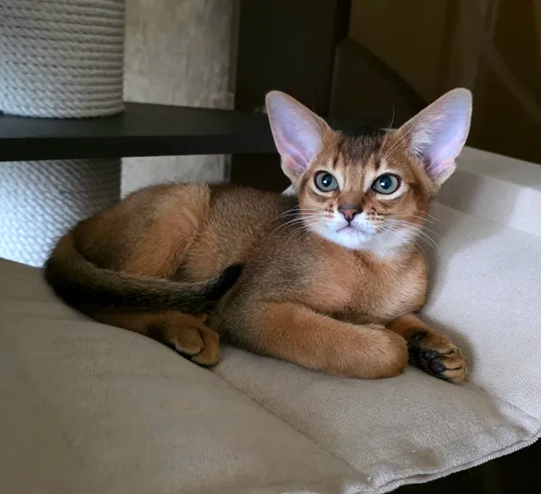 Котёнок питомника Orenaby
