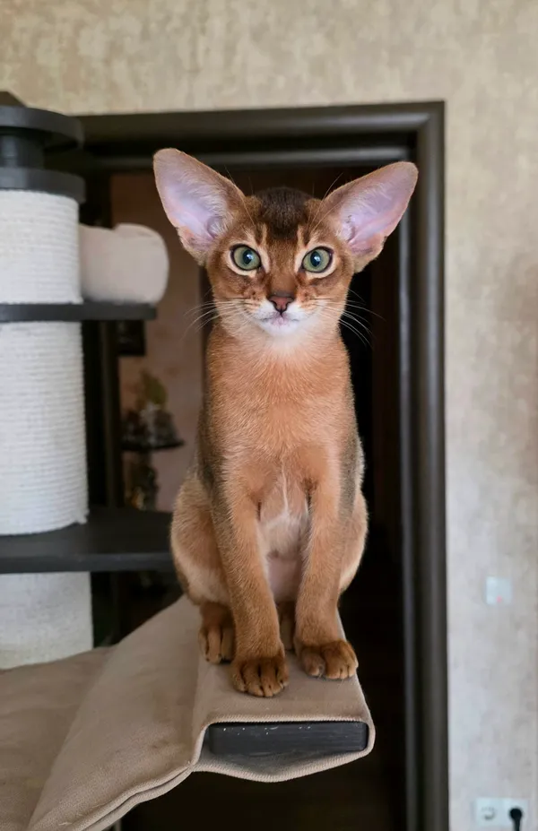 Котёнок питомника Orenaby