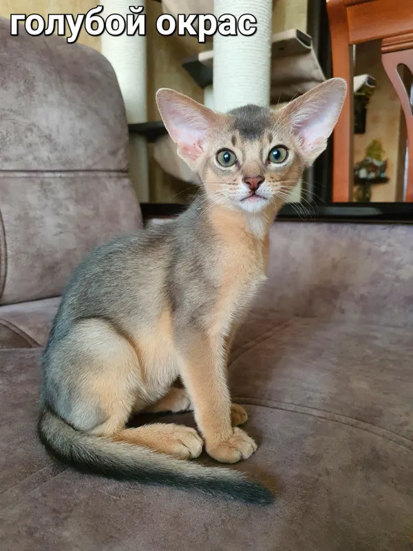 Котёнок питомника Orenaby