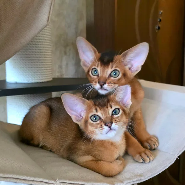 Котёнок питомника Orenaby