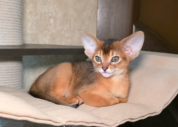 Котёнок питомника Orenaby