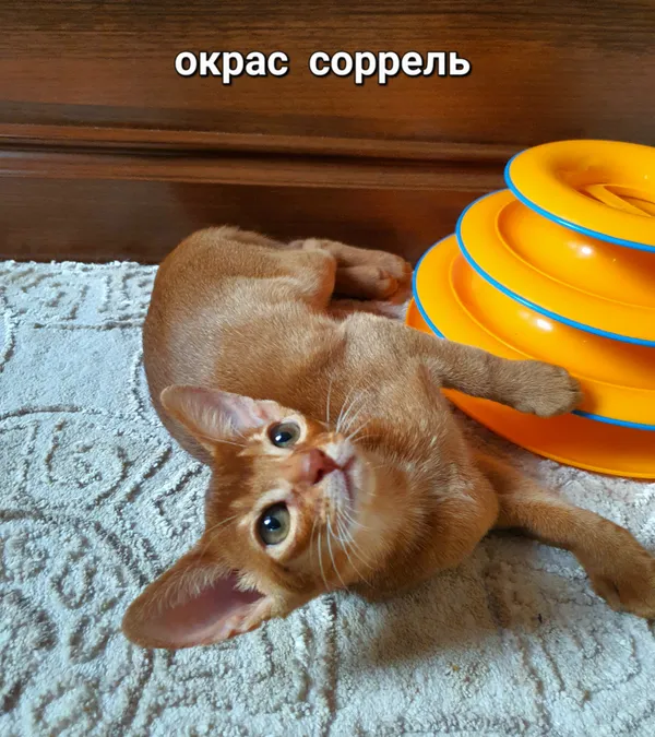 Котёнок питомника Orenaby