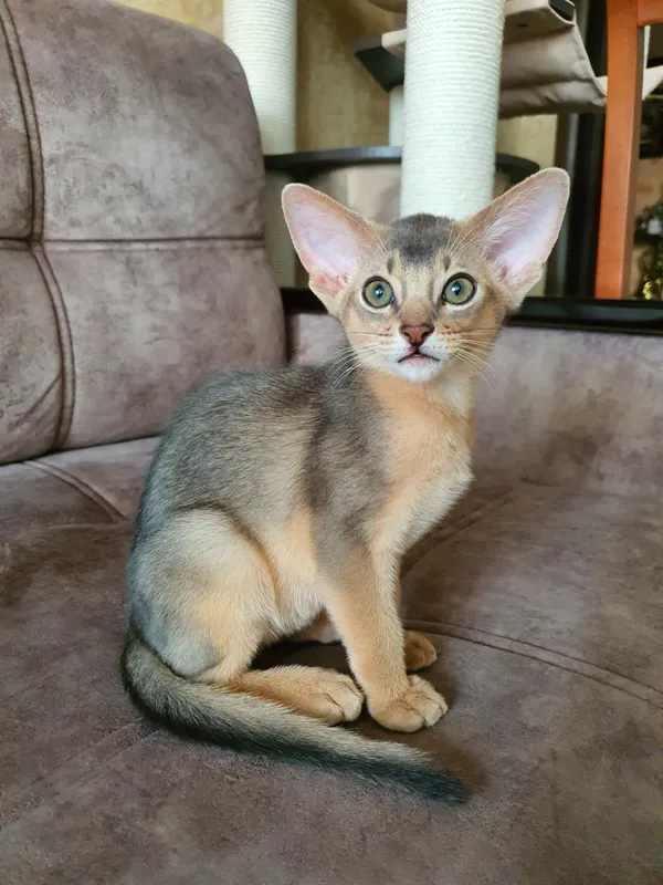 Котёнок питомника Orenaby
