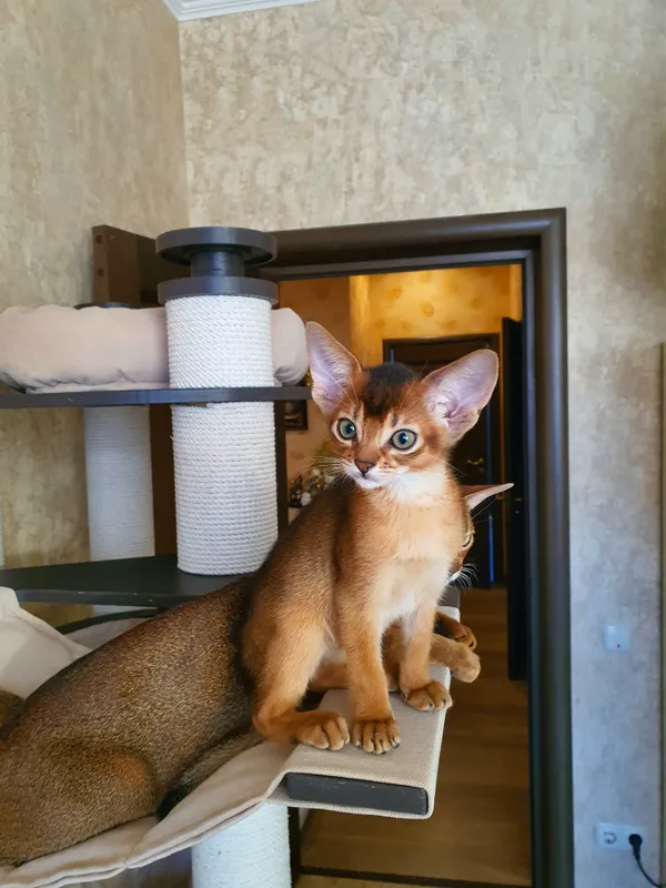Котёнок питомника Orenaby