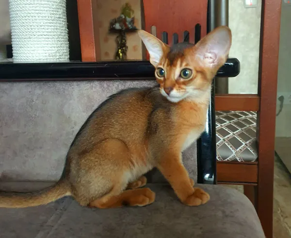Котёнок питомника Orenaby
