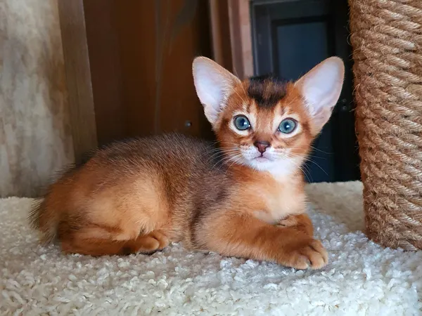 Котёнок питомника Orenaby
