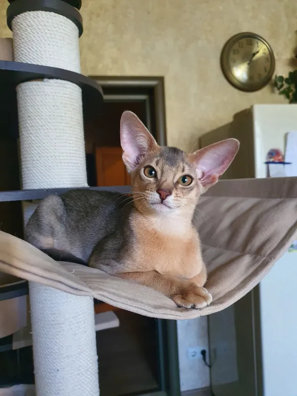 Котёнок питомника Orenaby