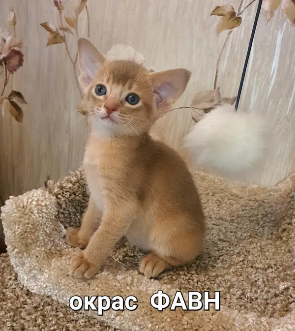 Котёнок питомника Orenaby