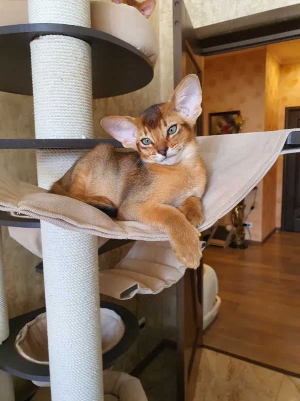 Котёнок питомника Orenaby