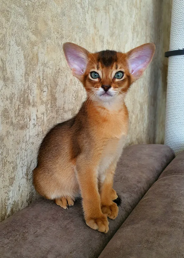Котёнок питомника Orenaby