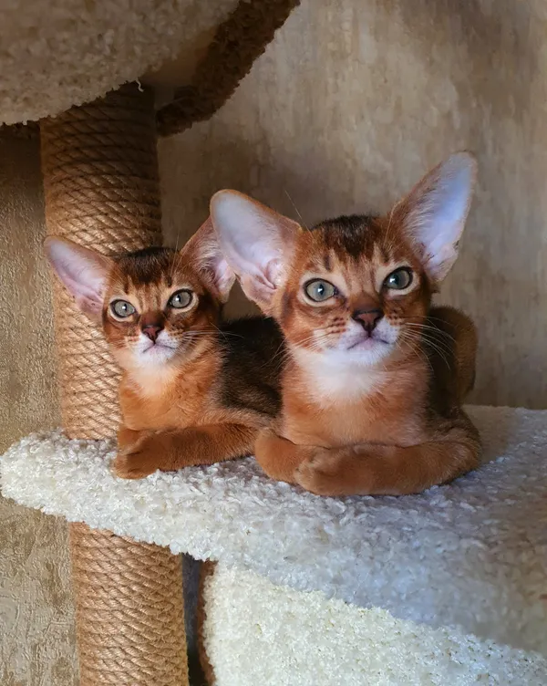 Котёнок питомника Orenaby