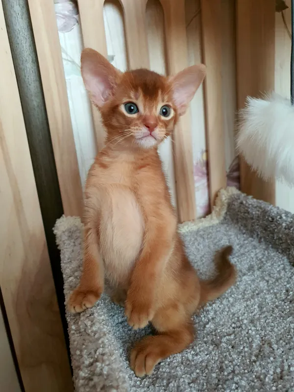 Котёнок питомника Orenaby