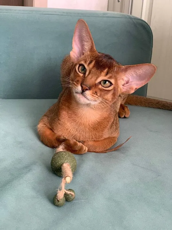 Котёнок питомника Orenaby