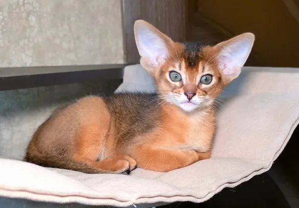 Котёнок питомника Orenaby